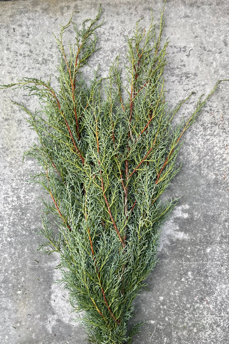 Carolina Sapphire evergreen bundle against a grey wall. 