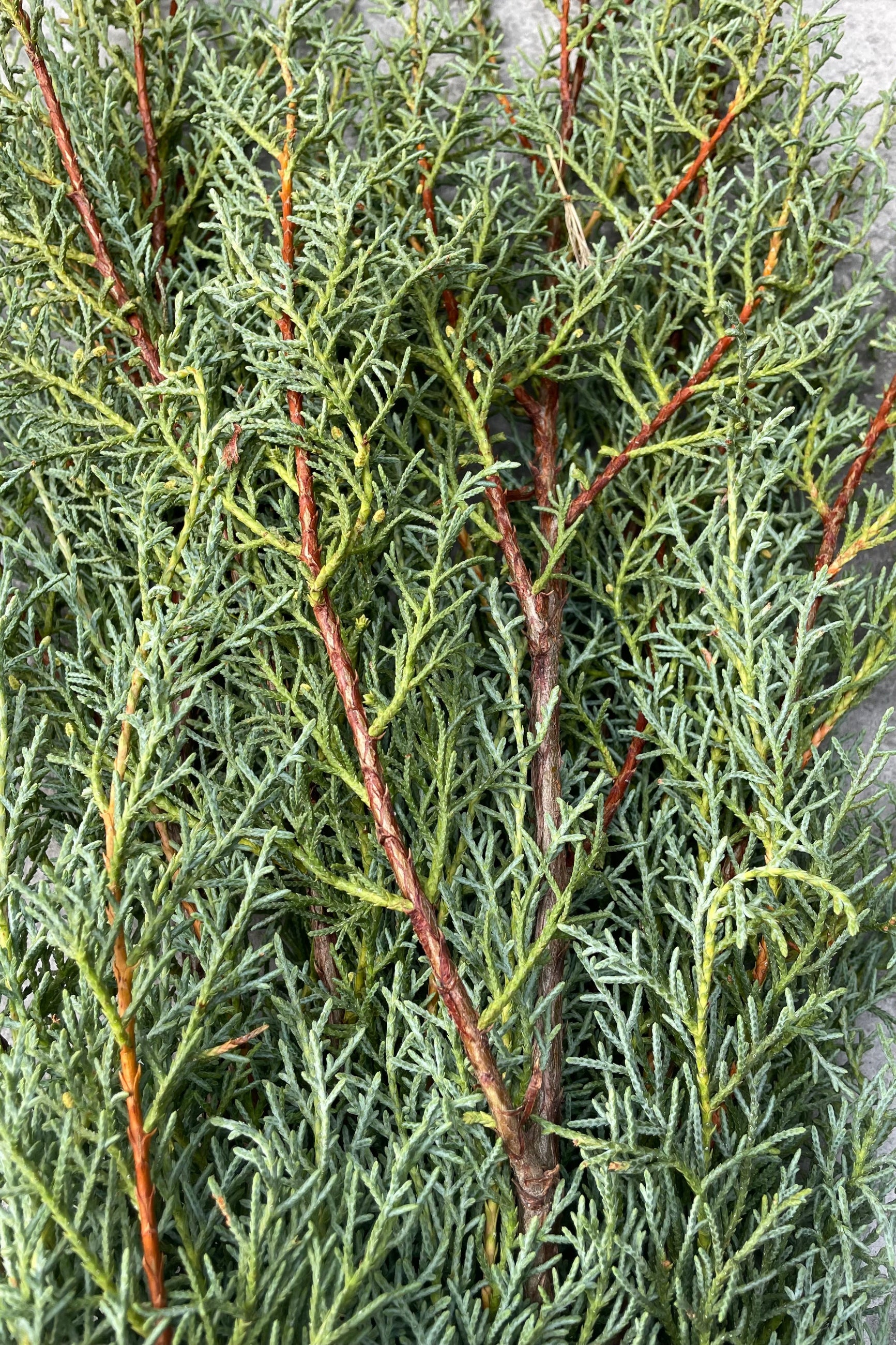 The blue green evergreen of the Carolina sapphire shown up close. ©Sprout Home