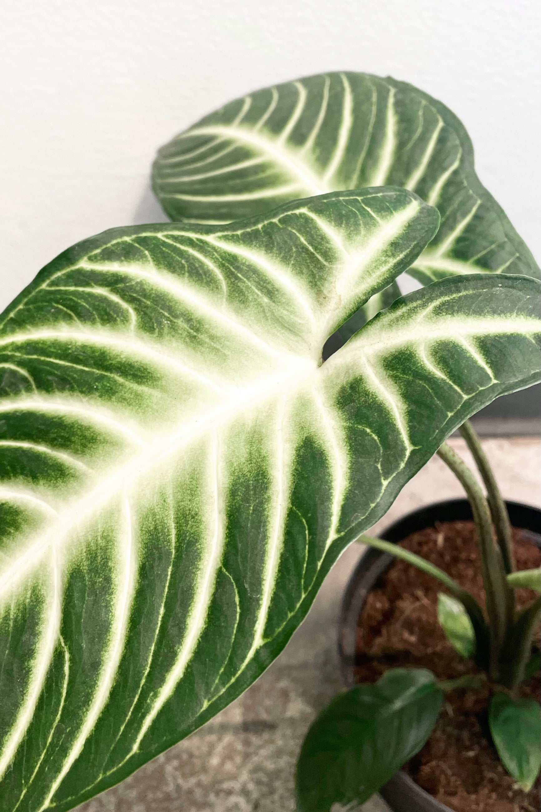 A detailed view of the Caladium lindenii 'Magnificum' 6" against a white backdrop ©Sprout Home