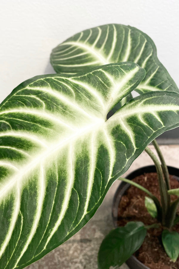 A detailed view of the Caladium lindenii 'Magnificum' 6" against a white backdrop