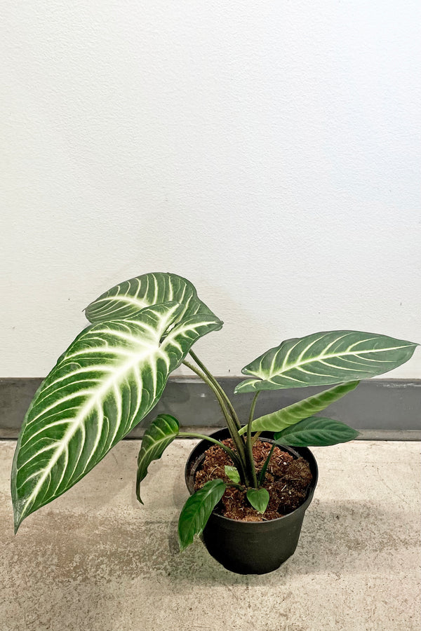 A full view of Caladium lindenii 'Magnificum' 6" against a white wall