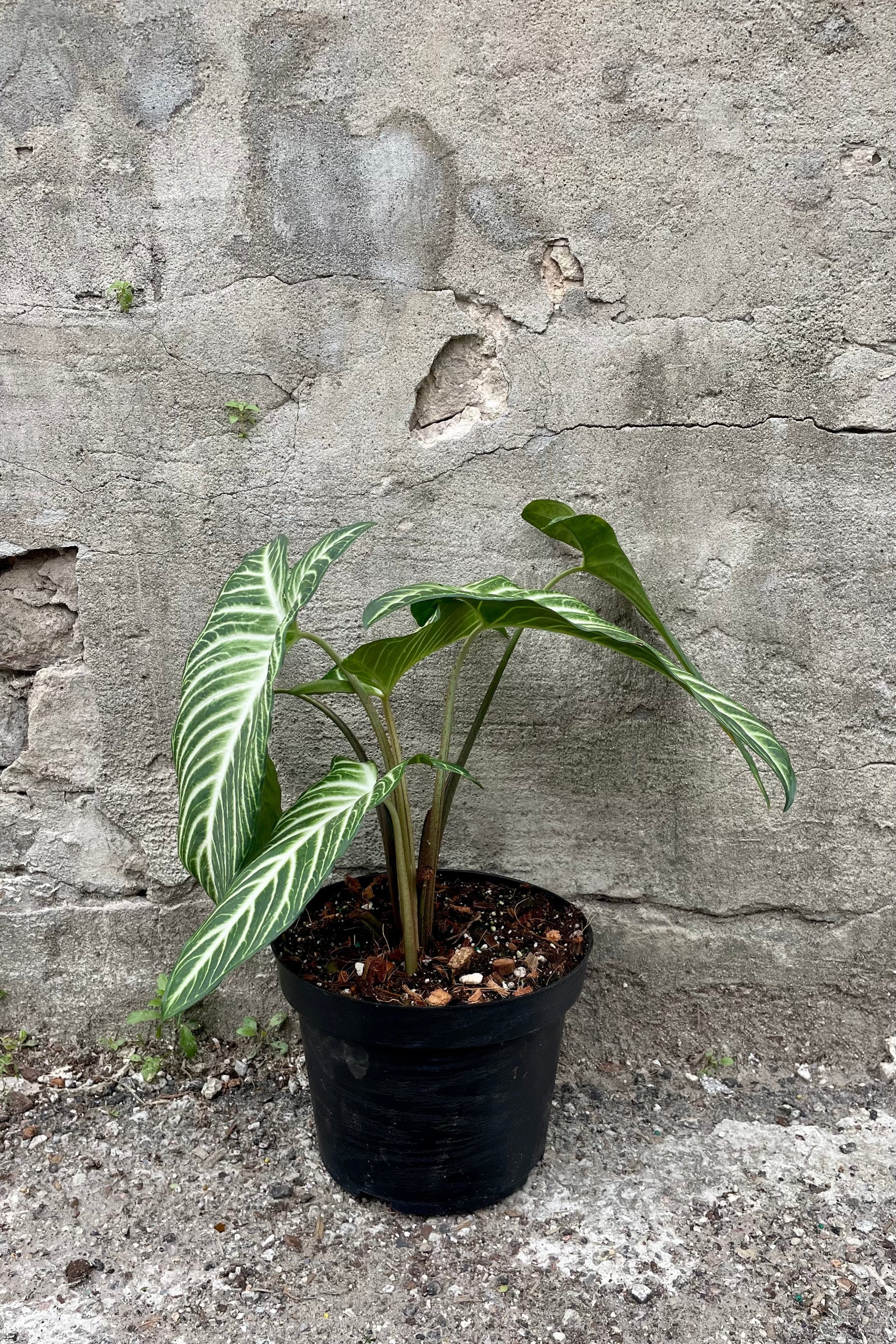 Caladium lindenii 8" black growers pot with green and white striped leaves against a grey all ©Sprout Home