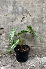Caladium lindenii 8" black growers pot with green and white striped leaves against a grey all