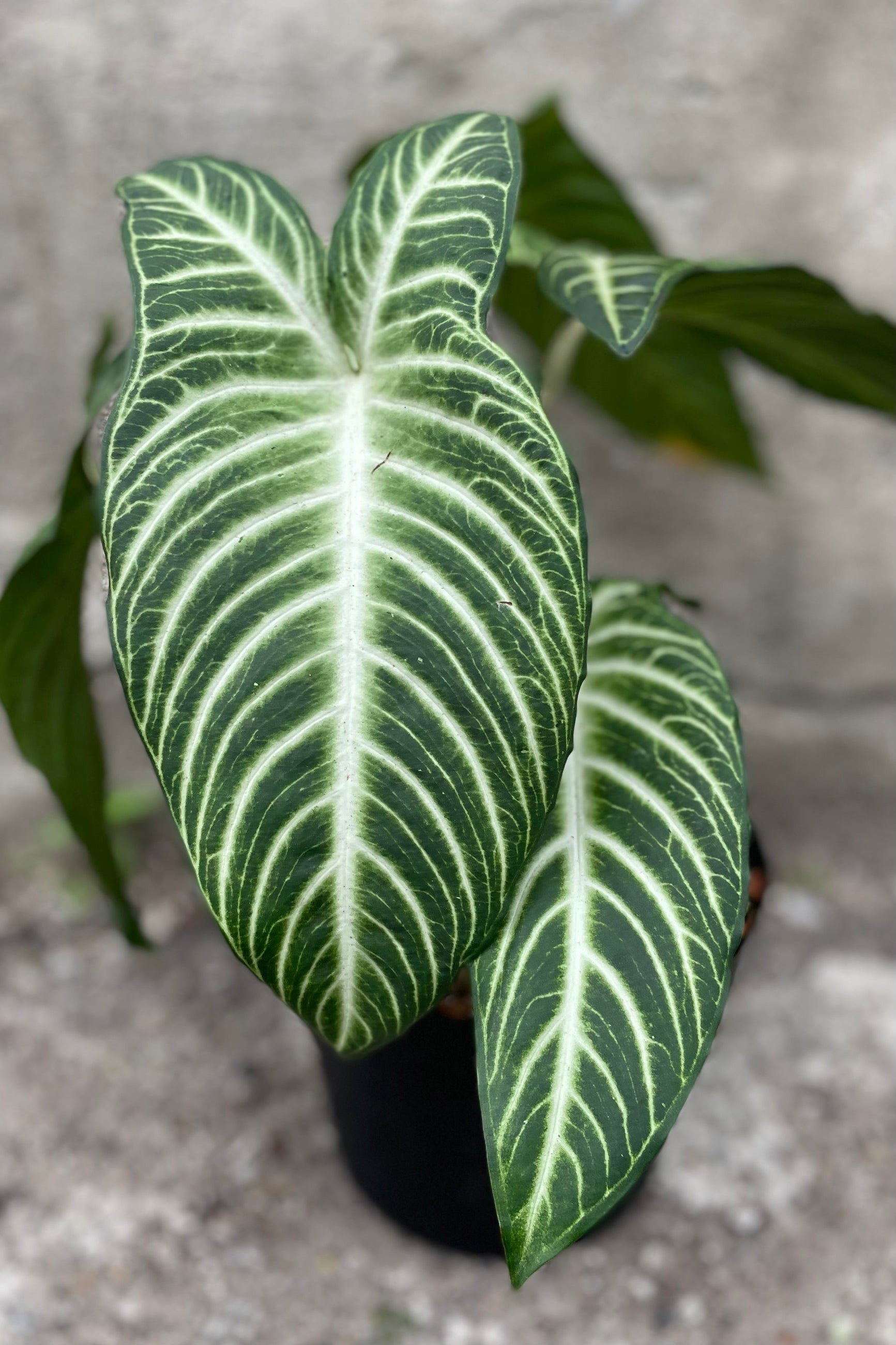 detail of Caladium lindenii 8"  green and white striped leaves against a grey wall ©Sprout Home