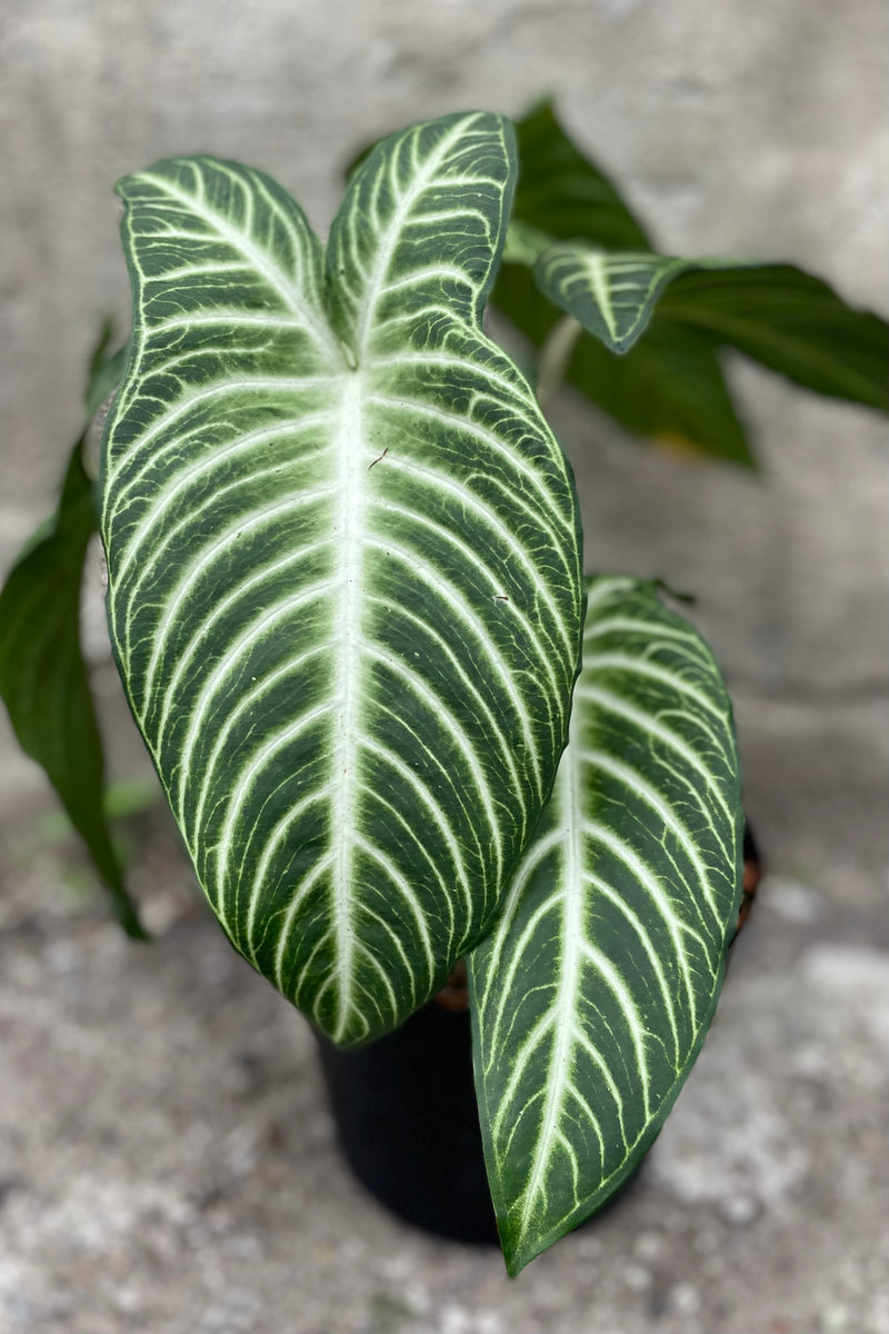 detail of Caladium lindenii 8"  green and white striped leaves against a grey all