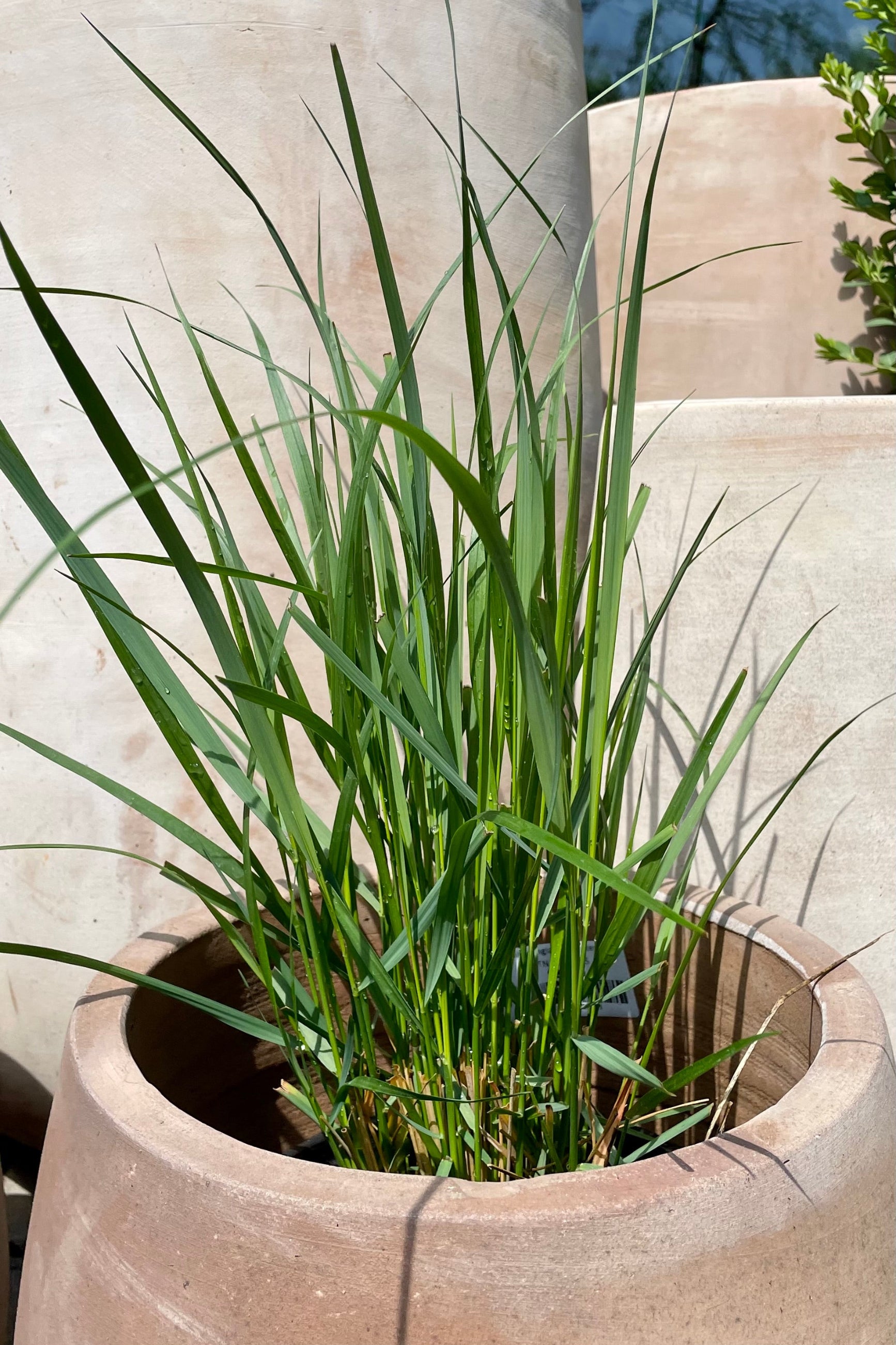 Calamagrostis 'Karl Foerster' the beginning of Spring (April) just starting to flush sitting in a terracotta pot at Sprout Home.  Calamagrostis 'Karl Foerster' grasses  en masse with plumes in a garden and standing tall with its green blades. ©Sprout Home