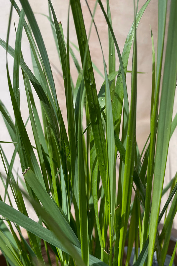 Up close picture of the green spring blades of Calamagrostis 'Karl Foerster' mid April. 