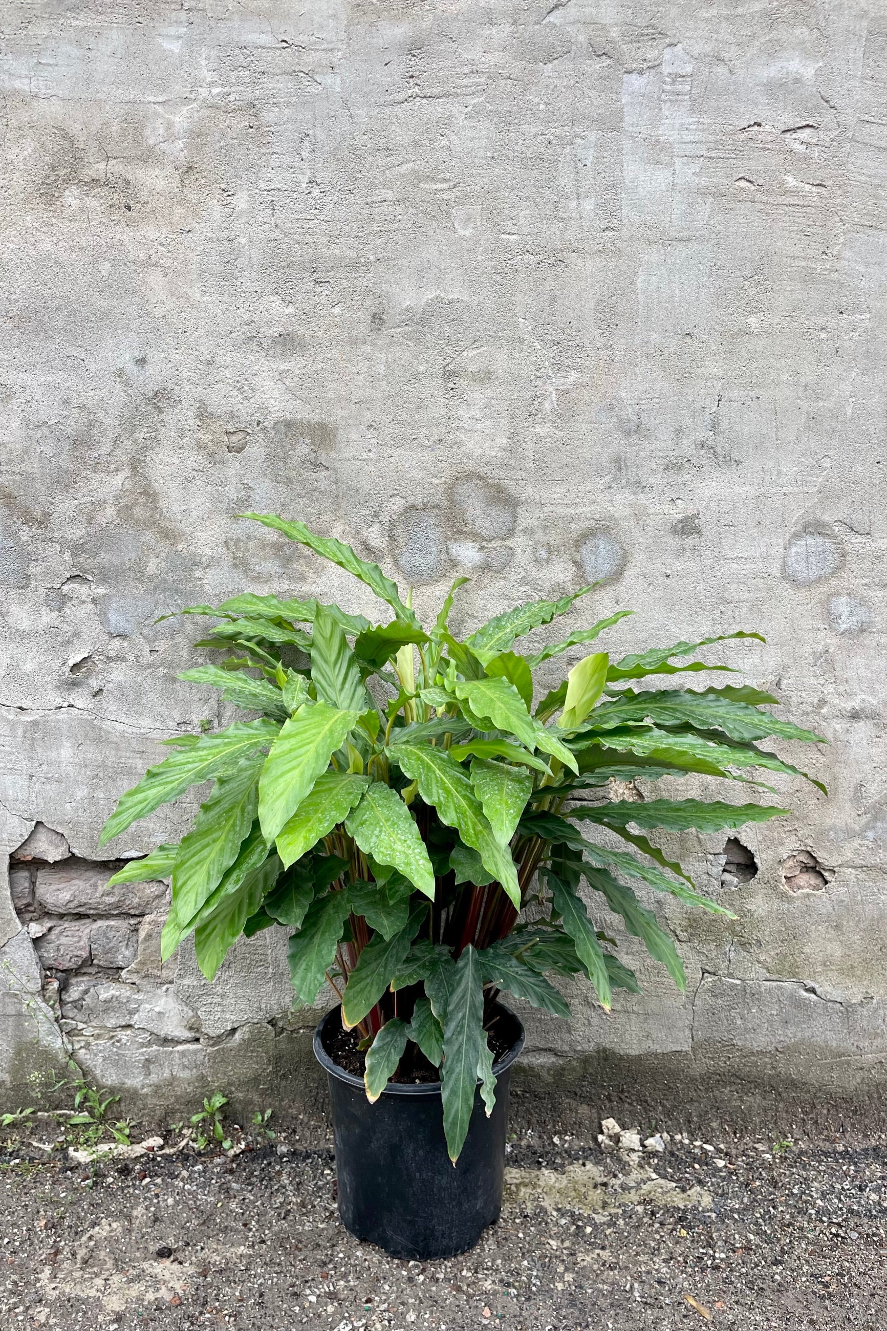 Calathea Rufibarba Blue Grass 10" against a grey wall  ©Sprout Home