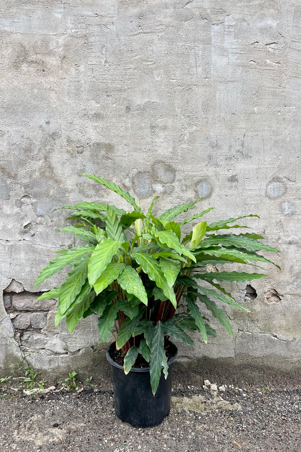 Calathea Rufibarba Blue Grass 10" against a grey wall