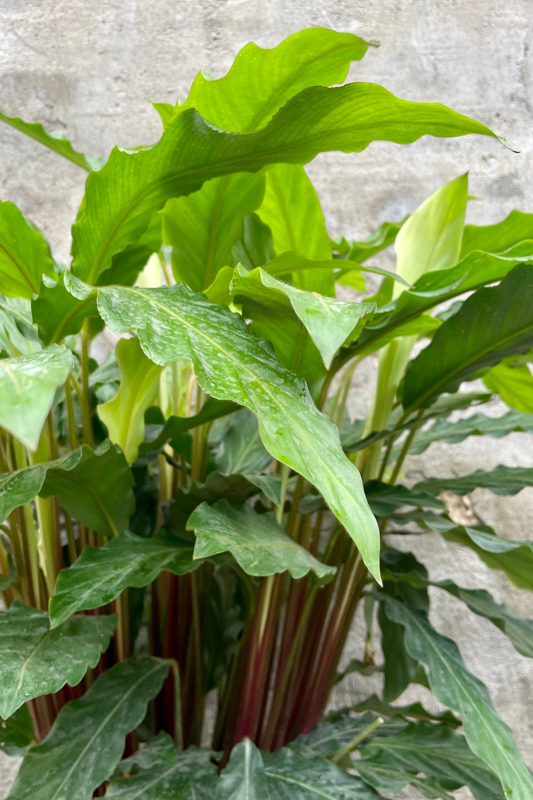 detail of Calathea Rufibarba Blue Grass 10" against a grey wall  ©Sprout Home