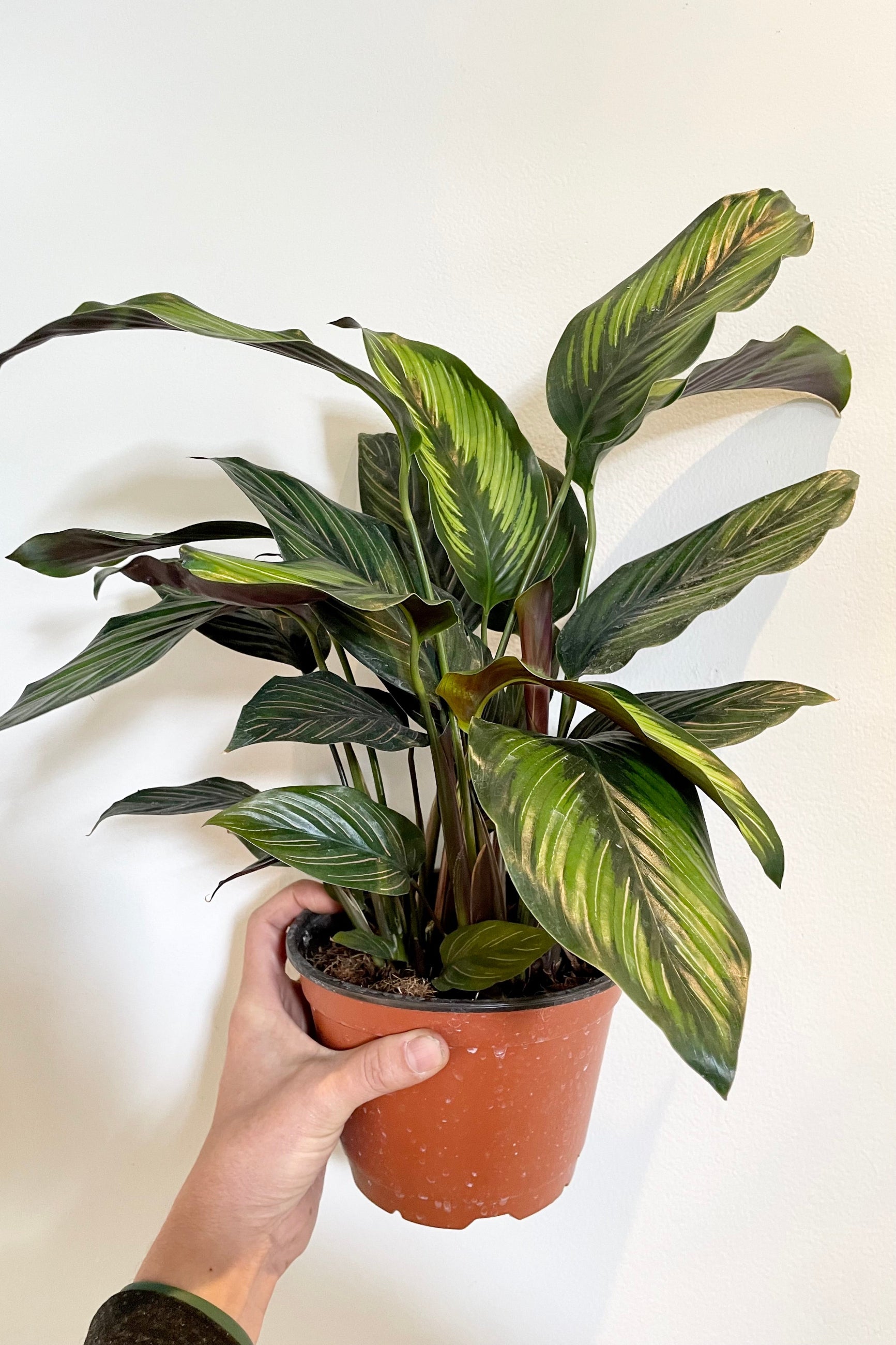 The Calathea 'Beauty Star' in a 6" growers pot against a white background.   ©Sprout Home