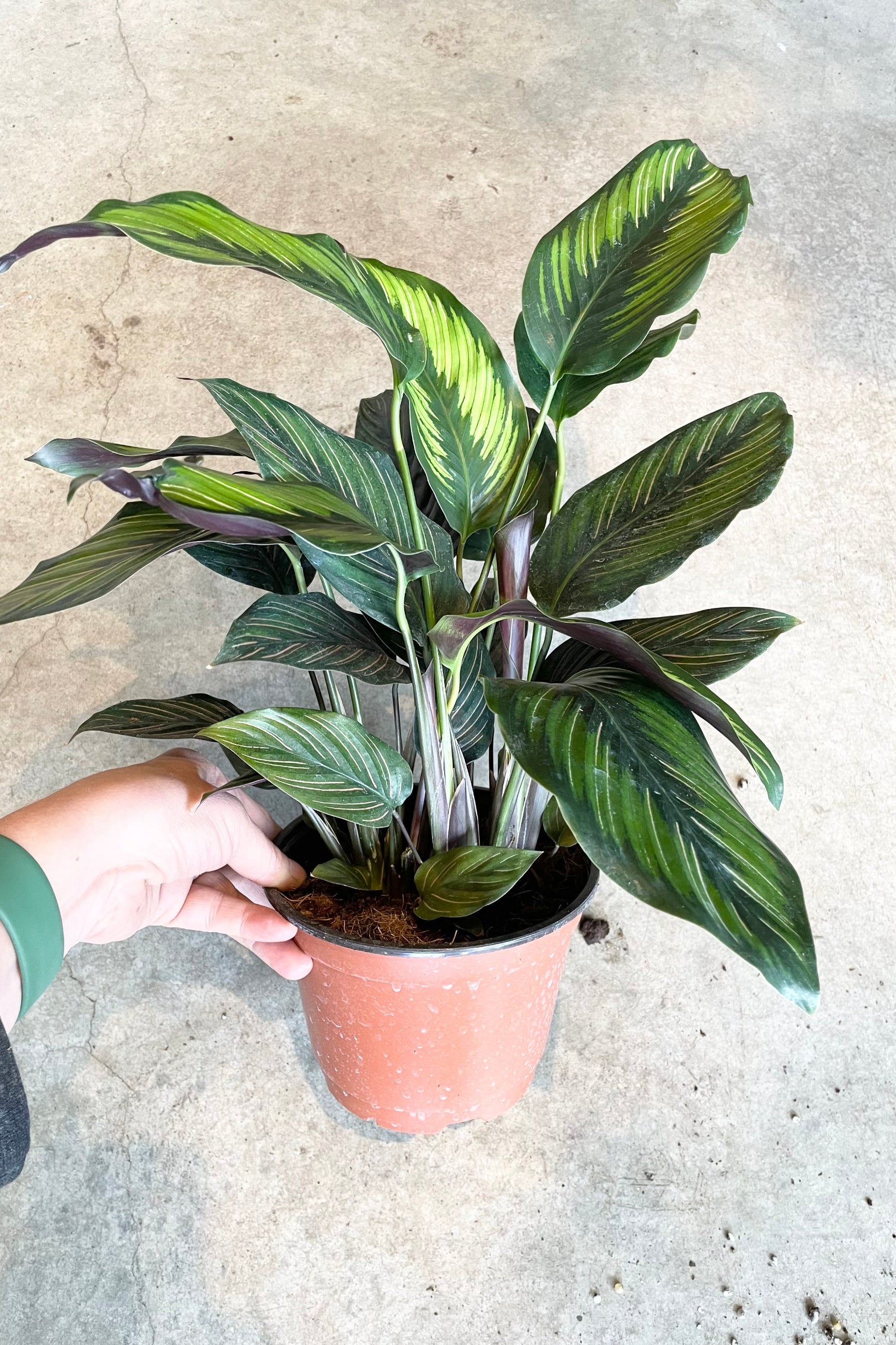 The Calathea 'Beauty Star' in a 6" growers pot against a grey background.   ©Sprout Home