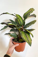 The Calathea 'Beauty Star' in a 6" growers pot against a white background. 