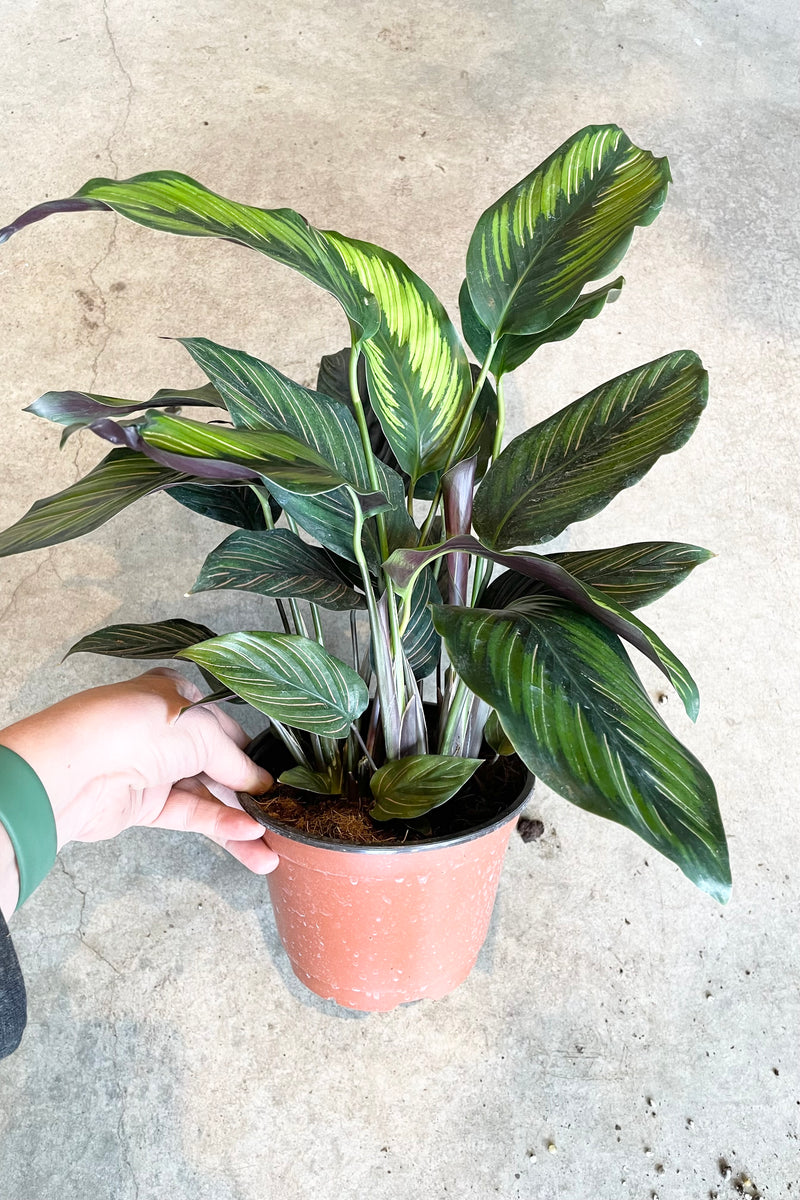 The Calathea 'Beauty Star' in a 6" growers pot against a grey background. 