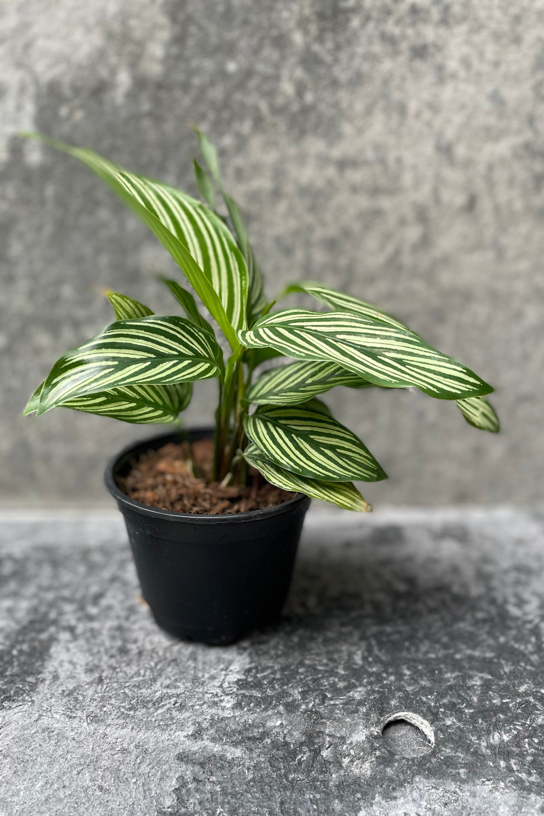 Calathea 'Vittata' in a 4" growers pot against gray ©Sprout Home