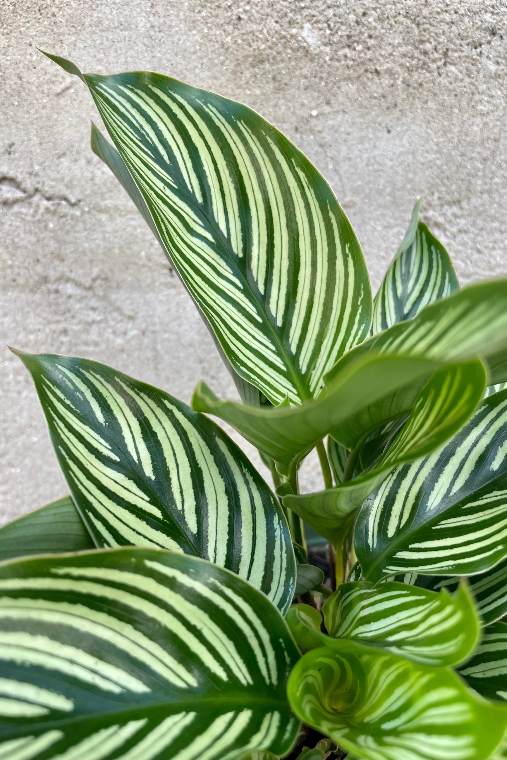 Detail of Calathea elliptica 'Vittata' 6" green and cream striped leaves against a grey wall ©Sprout Home