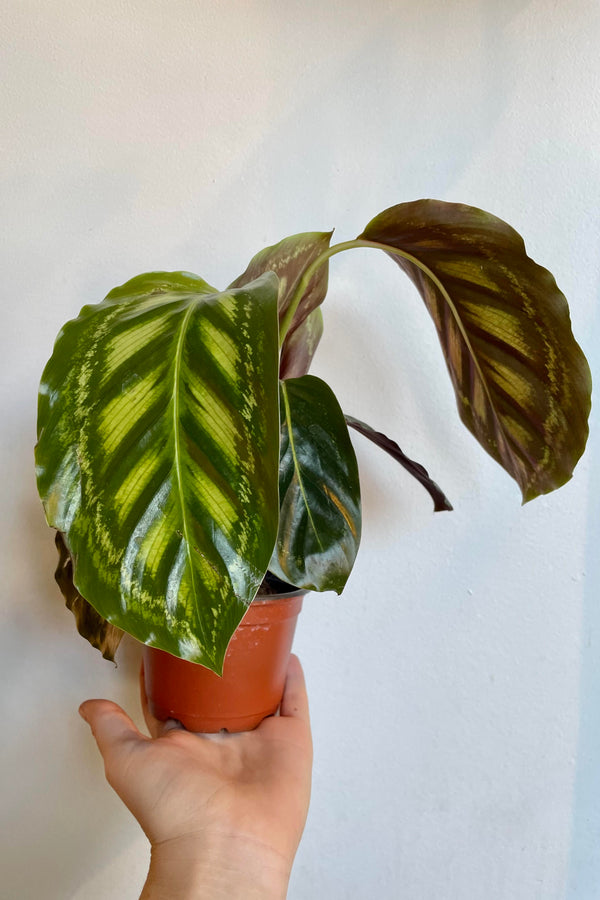 A hand holds the Calathea 'Flamestar' 4".