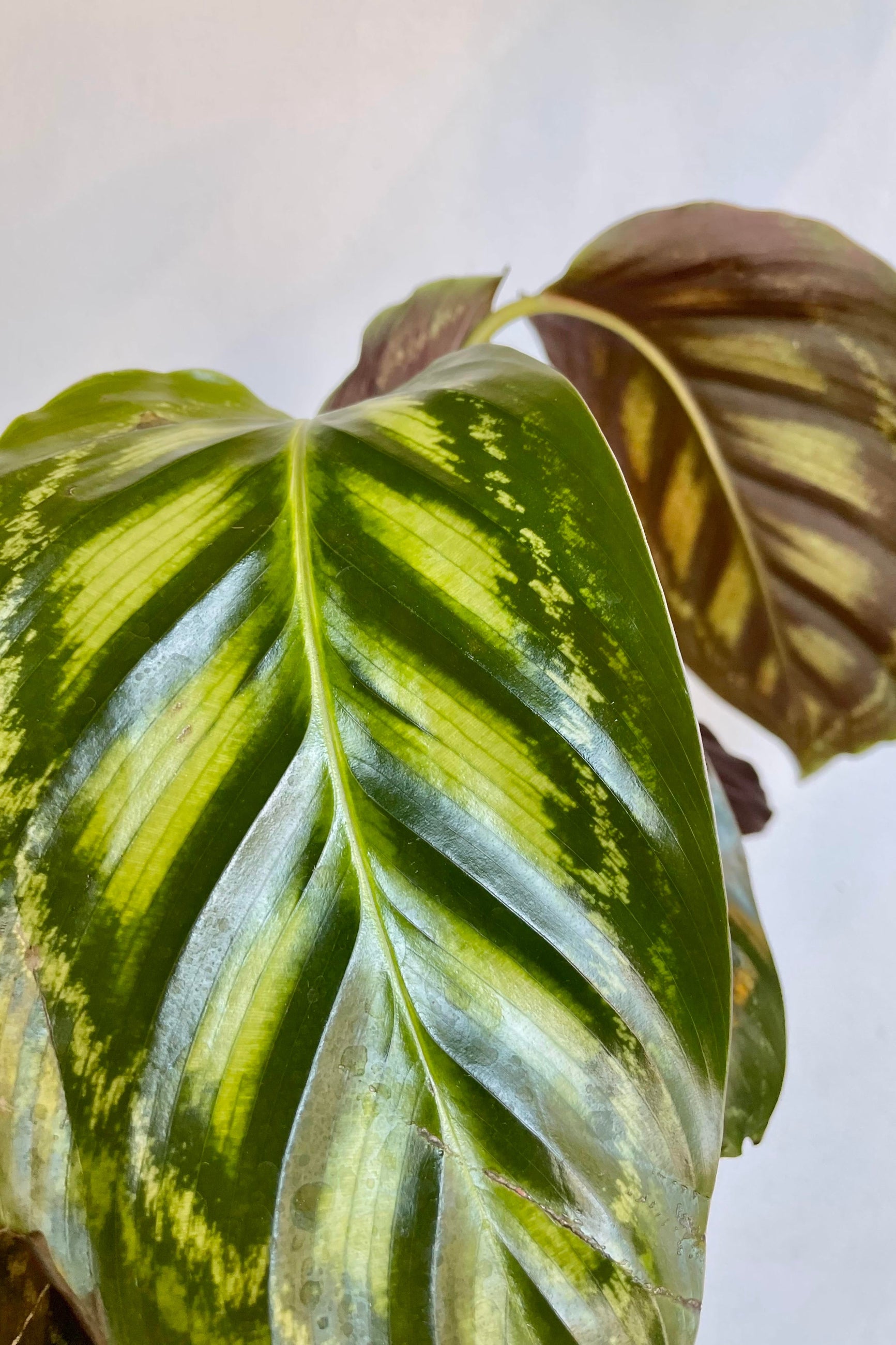 A detailed look at the Calathea 'Flamestar' 4".  ©Sprout Home