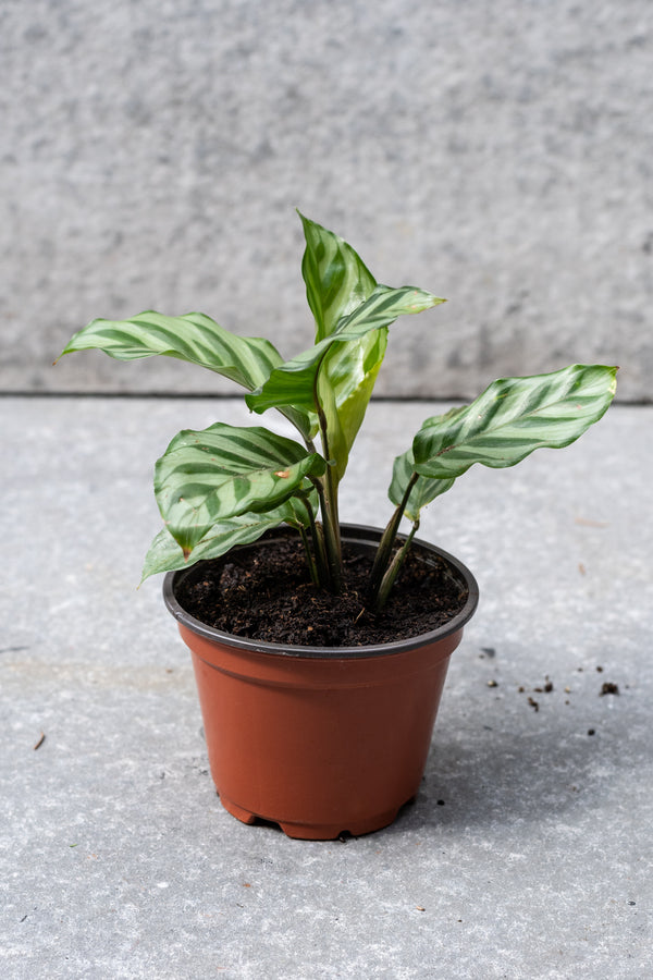 Calathea 'Freddie' 4"