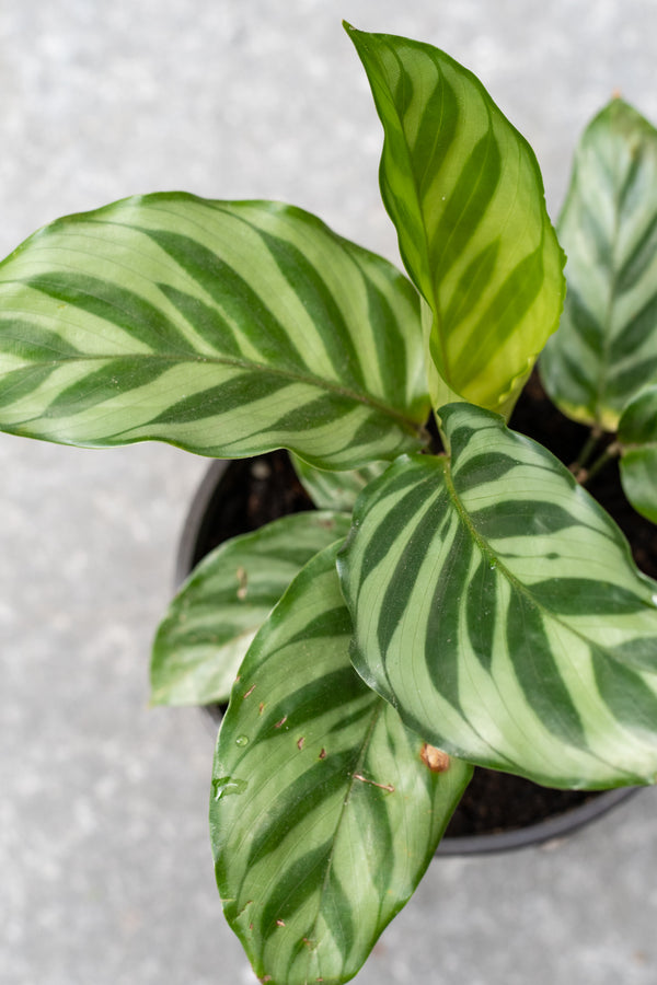 Calathea 'Freddie' 4"