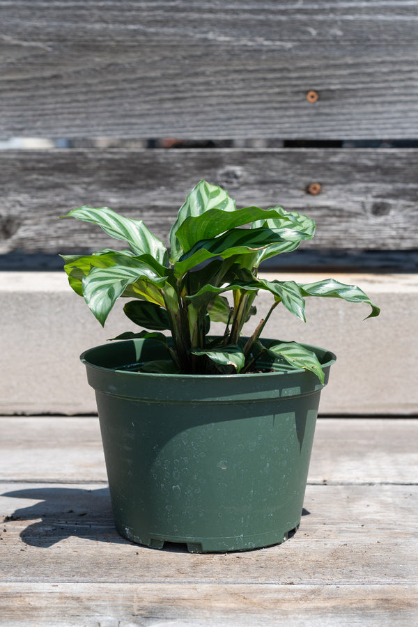 Calathea 'Freddie' in front of grey wood background