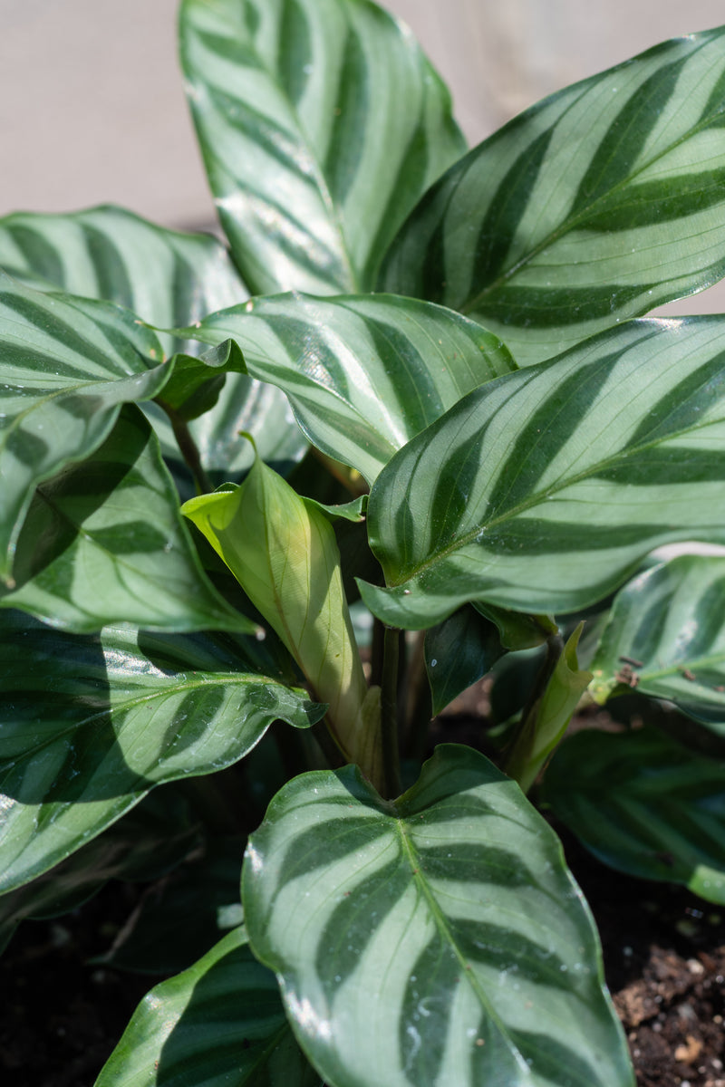 Close up of Calathea 'Freddie' leaves