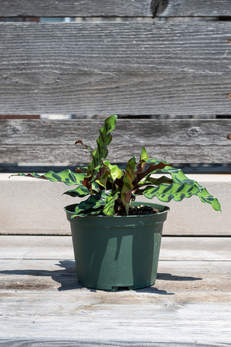 Calathea lancifolia in front of grey wood background