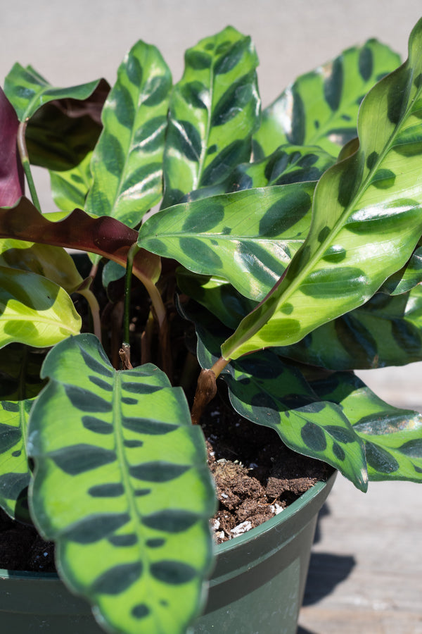 Close up of Calathea lancifolia leaves