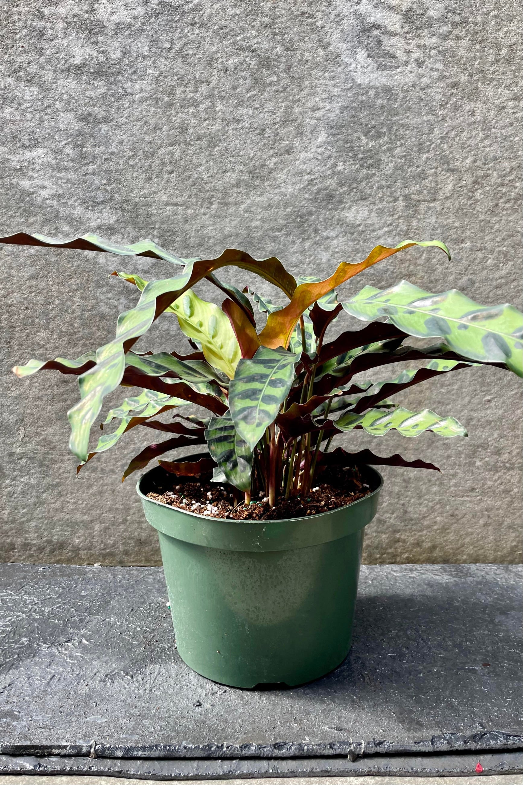 The Calathea lancifolia sits in its 8 inch growers pot against a grey backdrop. ©Sprout Home