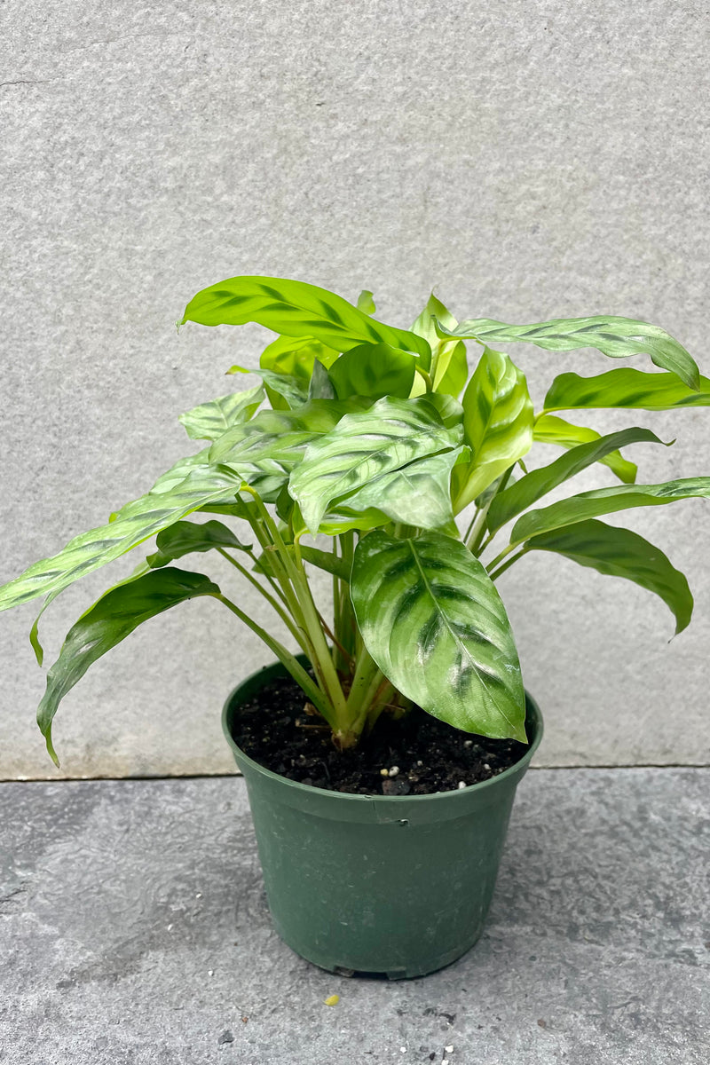 The Calathea 'Leopardina' sits against a grey backdrop in a 6 inch pot. 