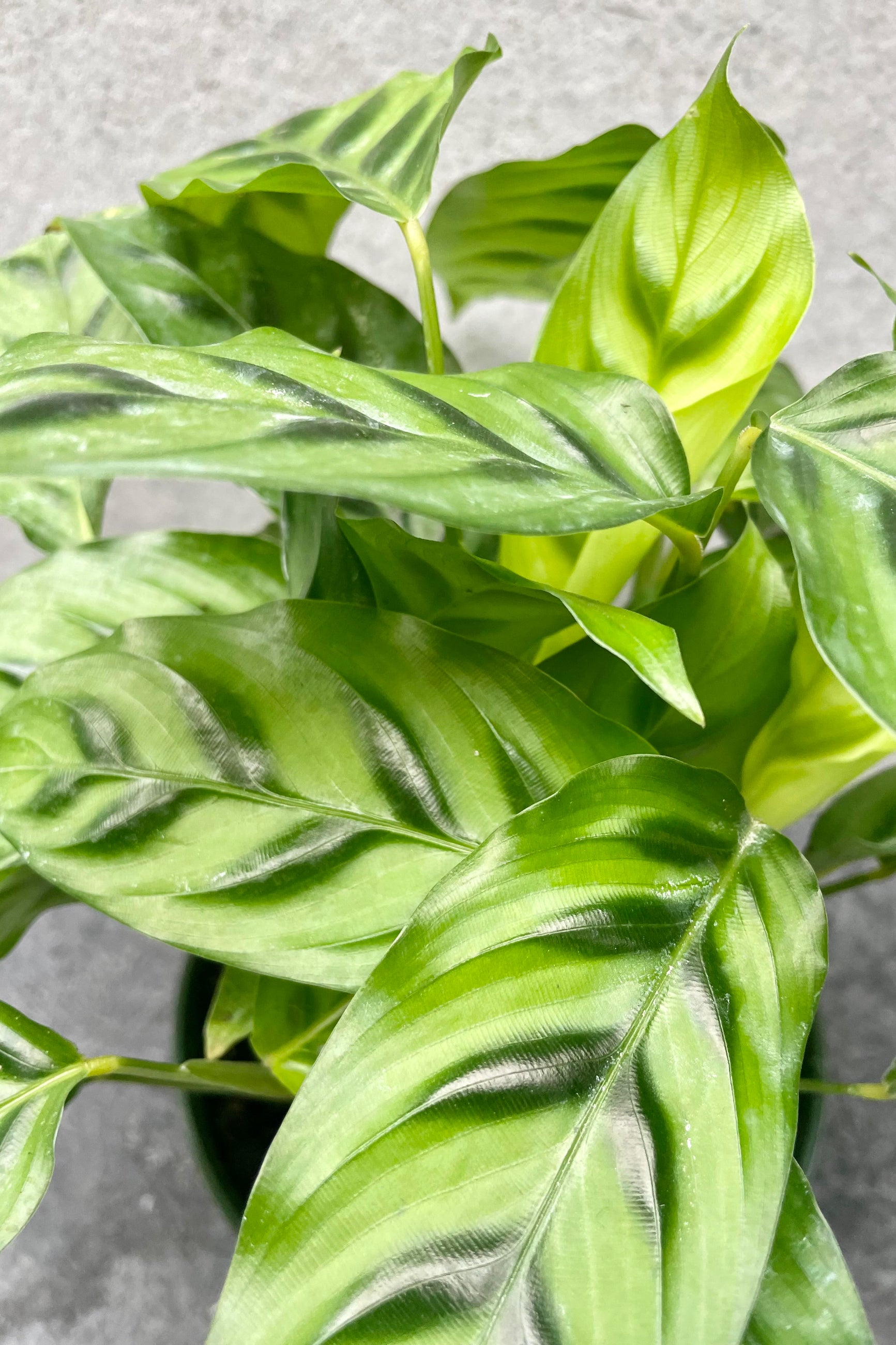 A detailed look at the Calathea 'Leopardina'. ©Sprout Home