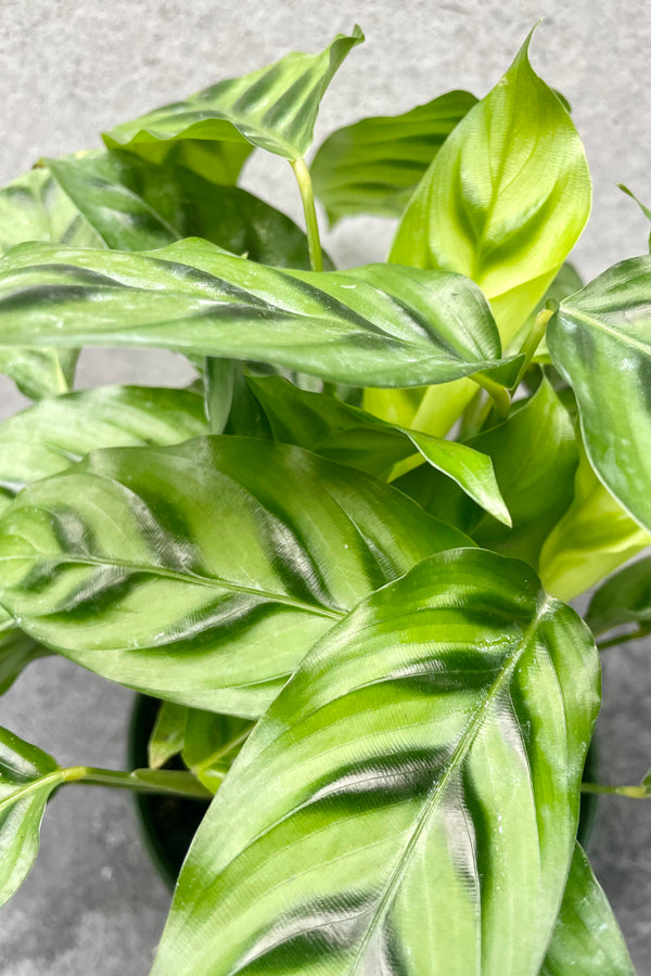 A detailed look at the Calathea 'Leopardina'.