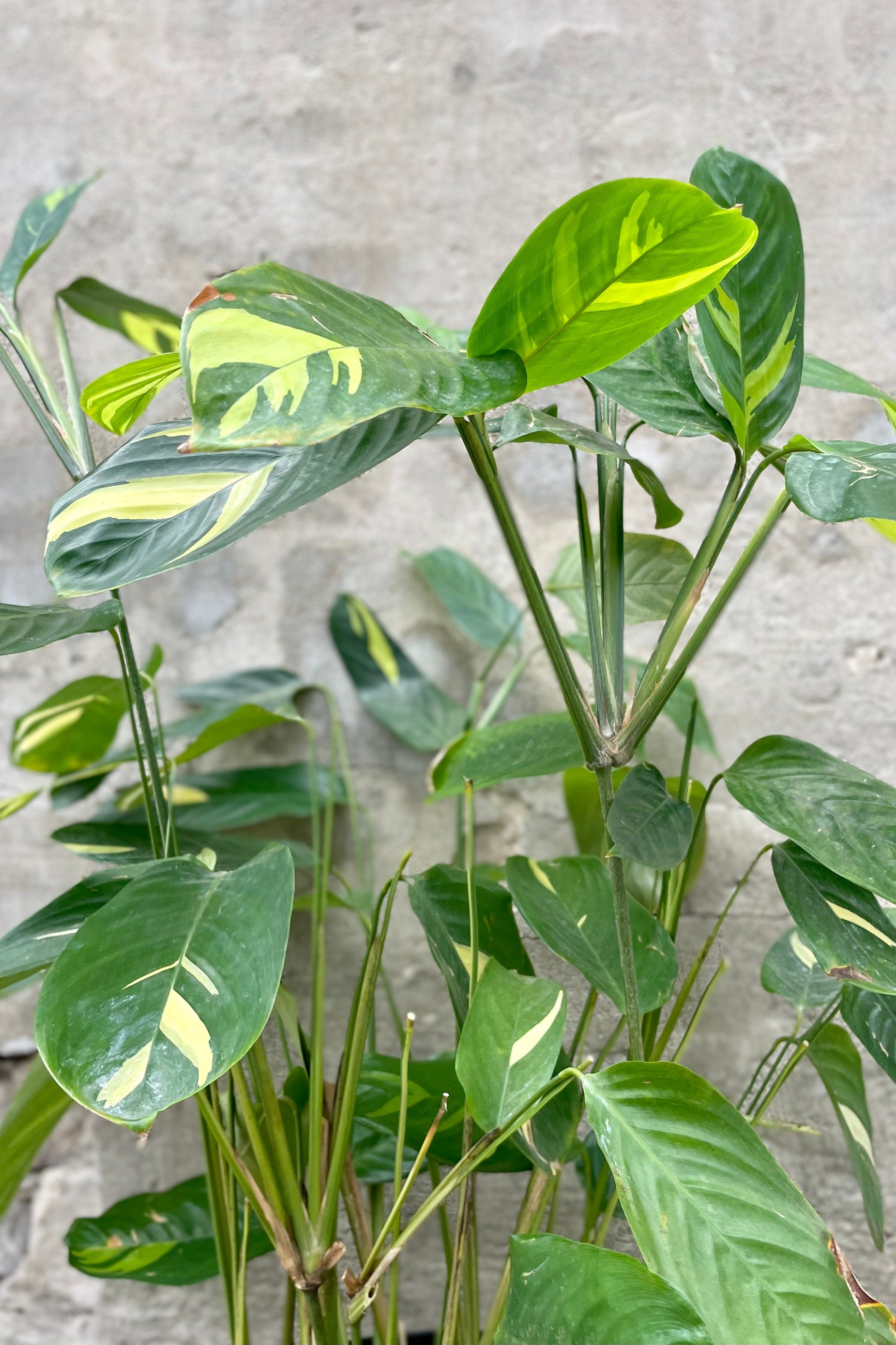 detail of Calathea lubbersii 10" tall variegated green leaves against a grey wall ©Sprout Home