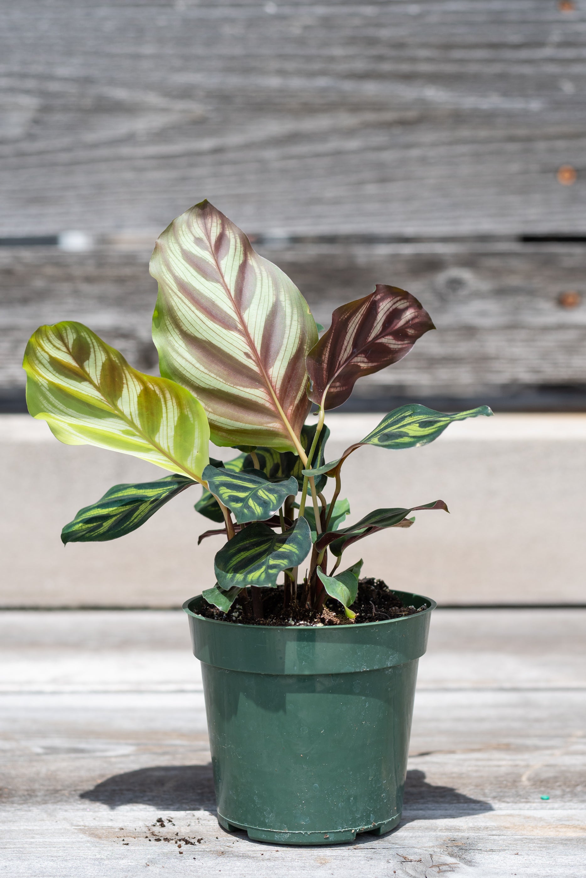 Calathea makoyana "Peacock Calathea" in grow pot in front of wood wall