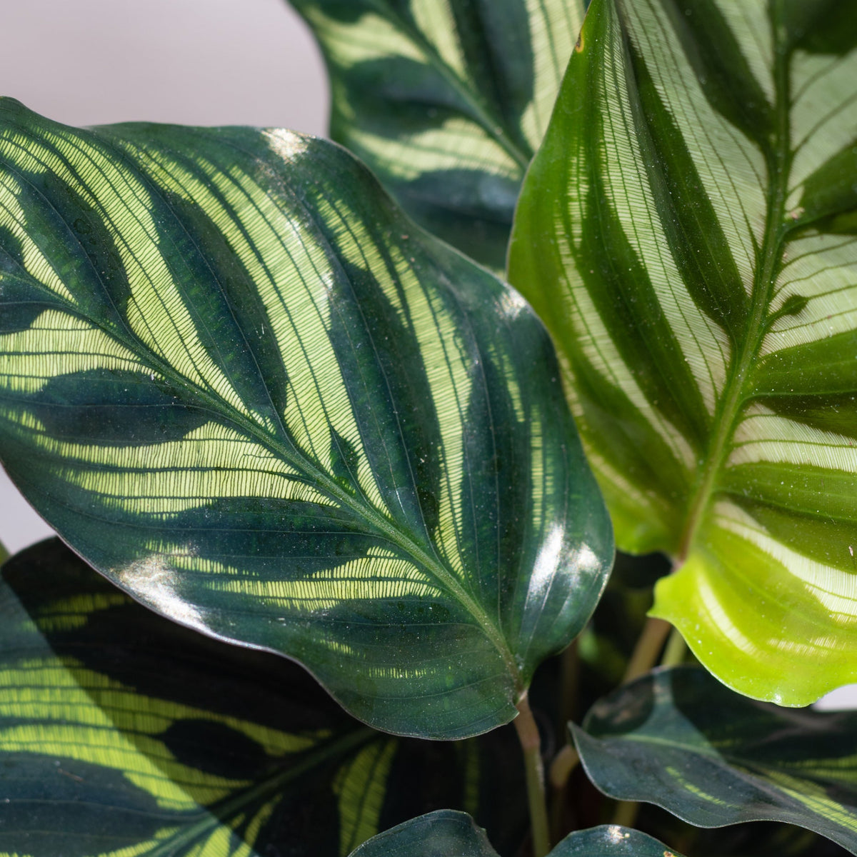Calathea makoyana 4in Peacock Plant