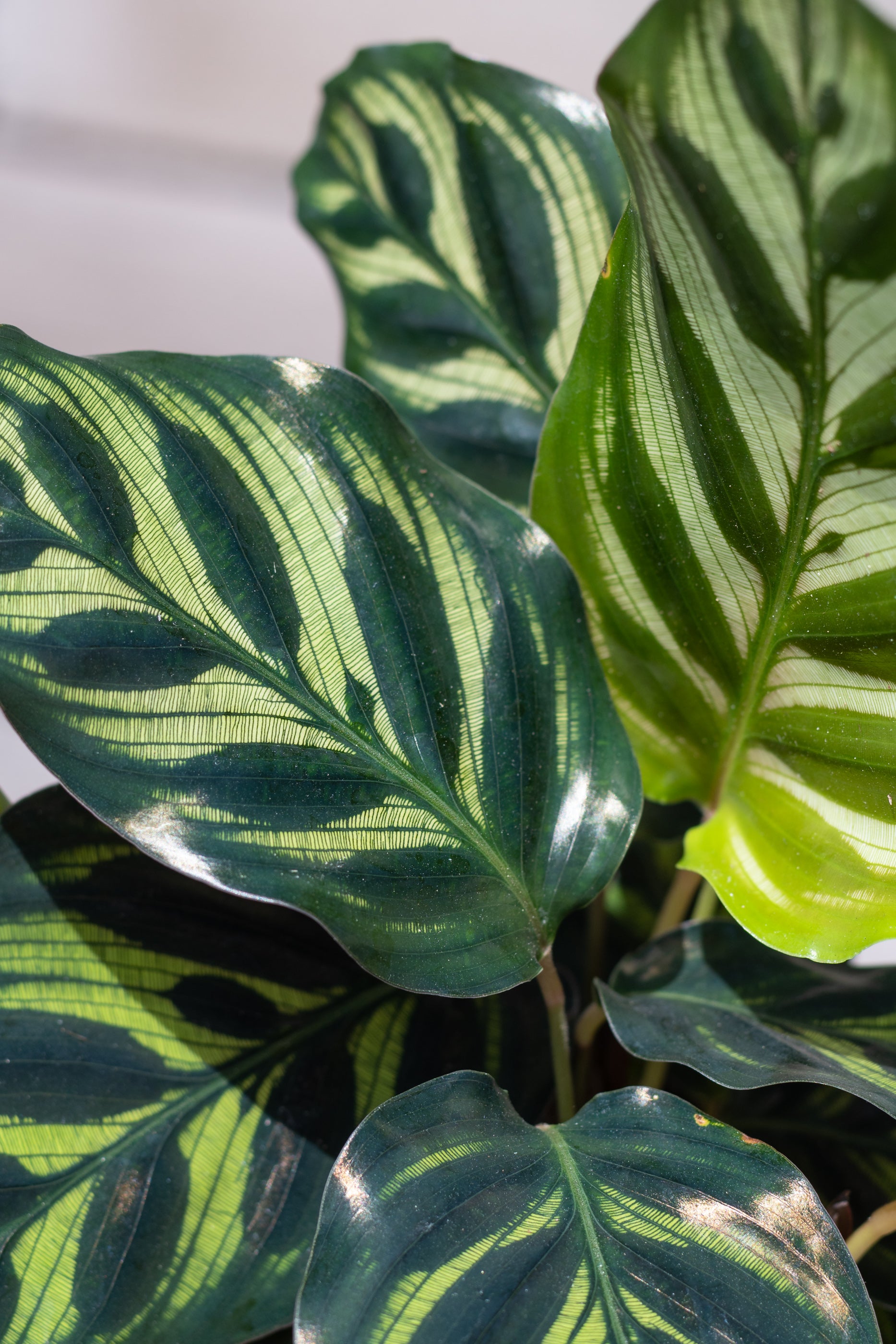 Calathea makoyana "Peacock Calathea" leaf detail