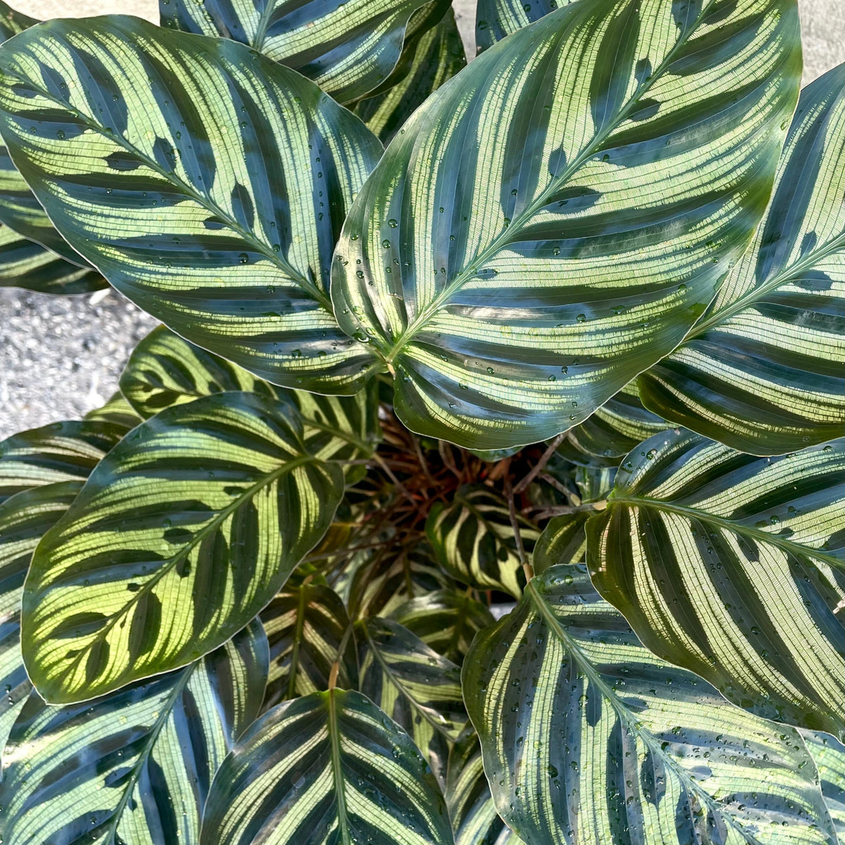 Calathea makoyana 8