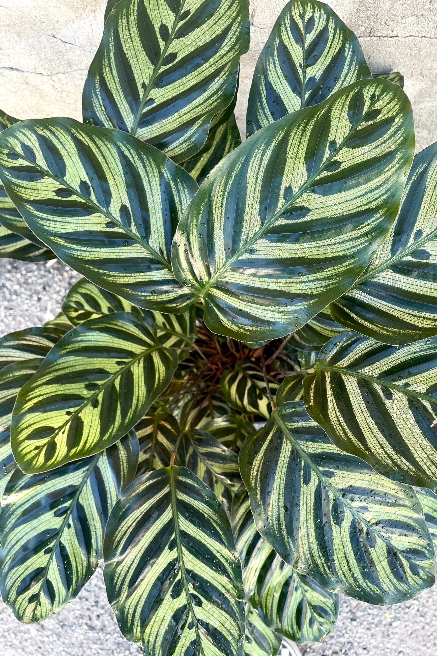 An overhead view of Calathea makoyana 8" against a concrete backdrop  ©Sprout Home