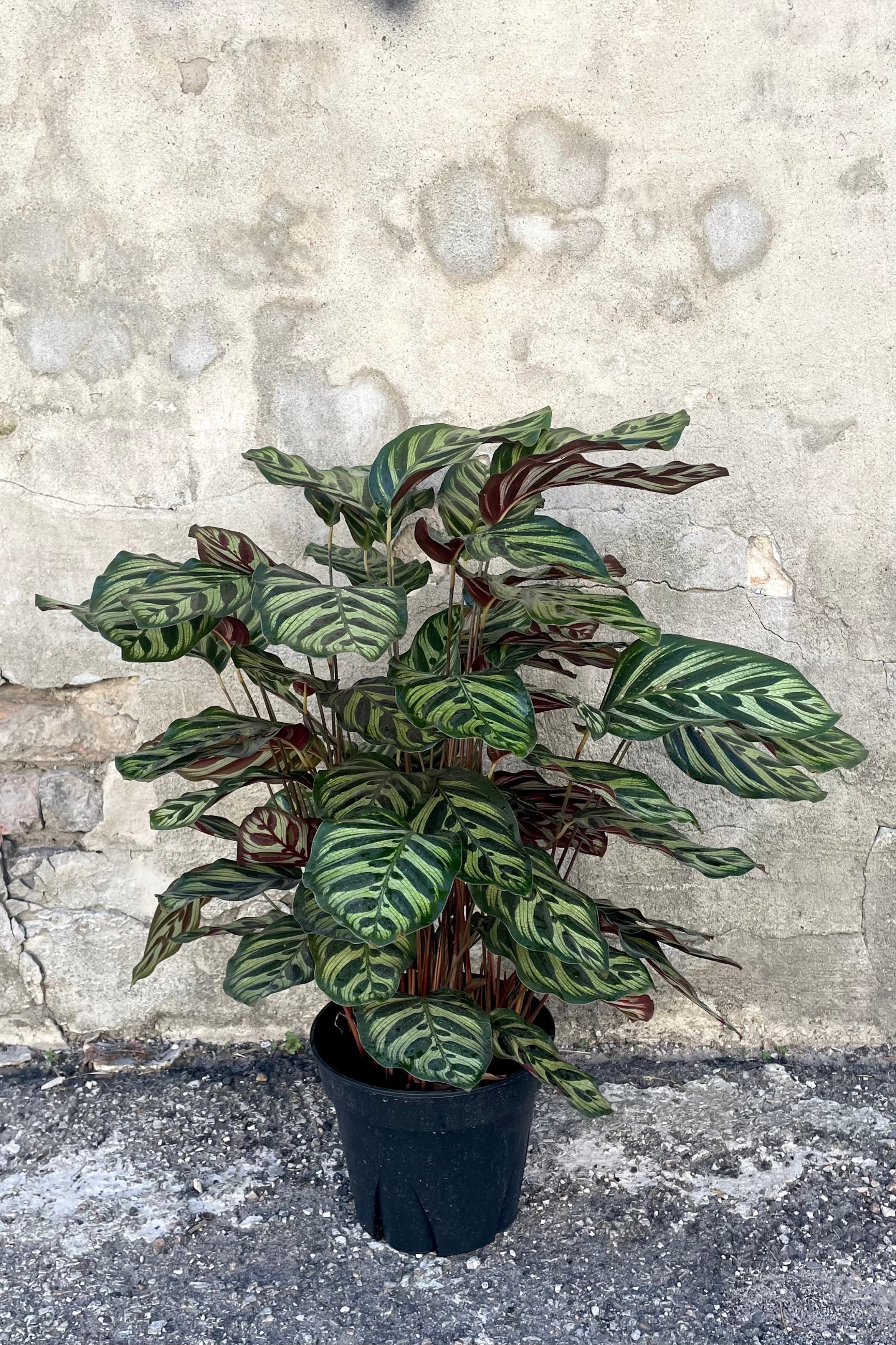 A full view of Calathea makoyana 8" against a concrete backdrop  ©Sprout Home