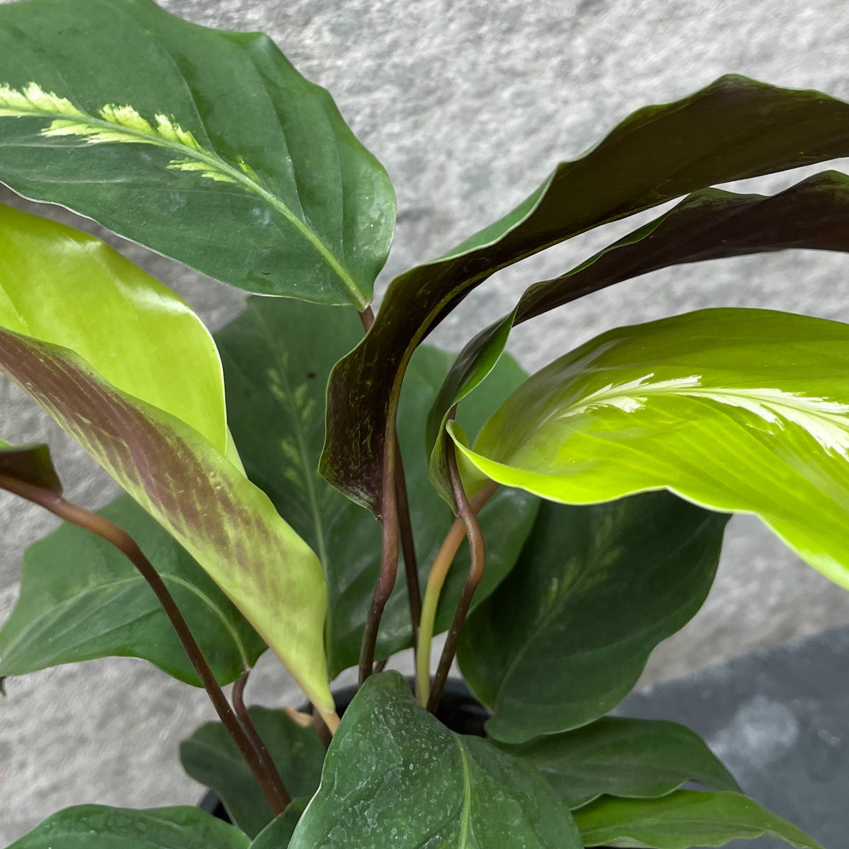 Calathea 'Maui Queen' 4