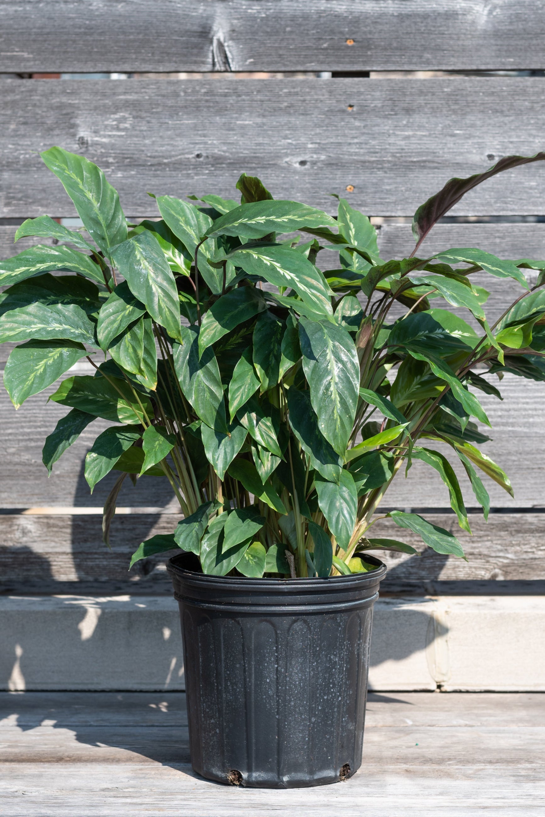 Calathea 'Maui Queen' in grow pot in front of grey wood background ©Sprout Home