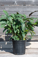 Calathea 'Maui Queen' in grow pot in front of grey wood background