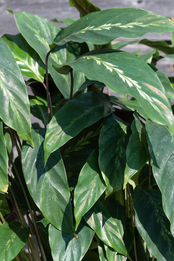 Close up of Calathea 'Maui Queen' leaves in the sun