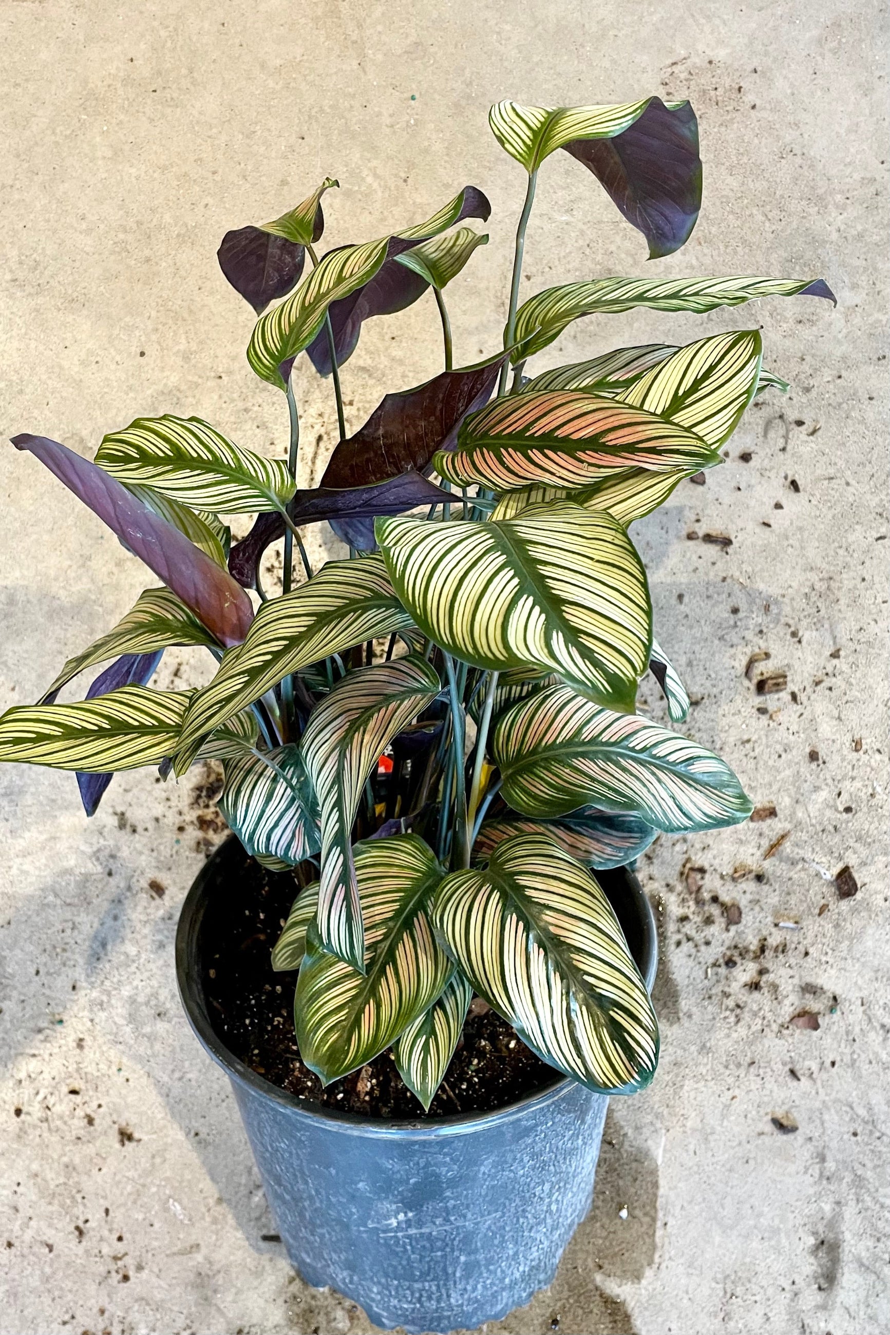 Calathea 'White Star' plant in a 10" growers pot at Sprout Home ©Sprout Home