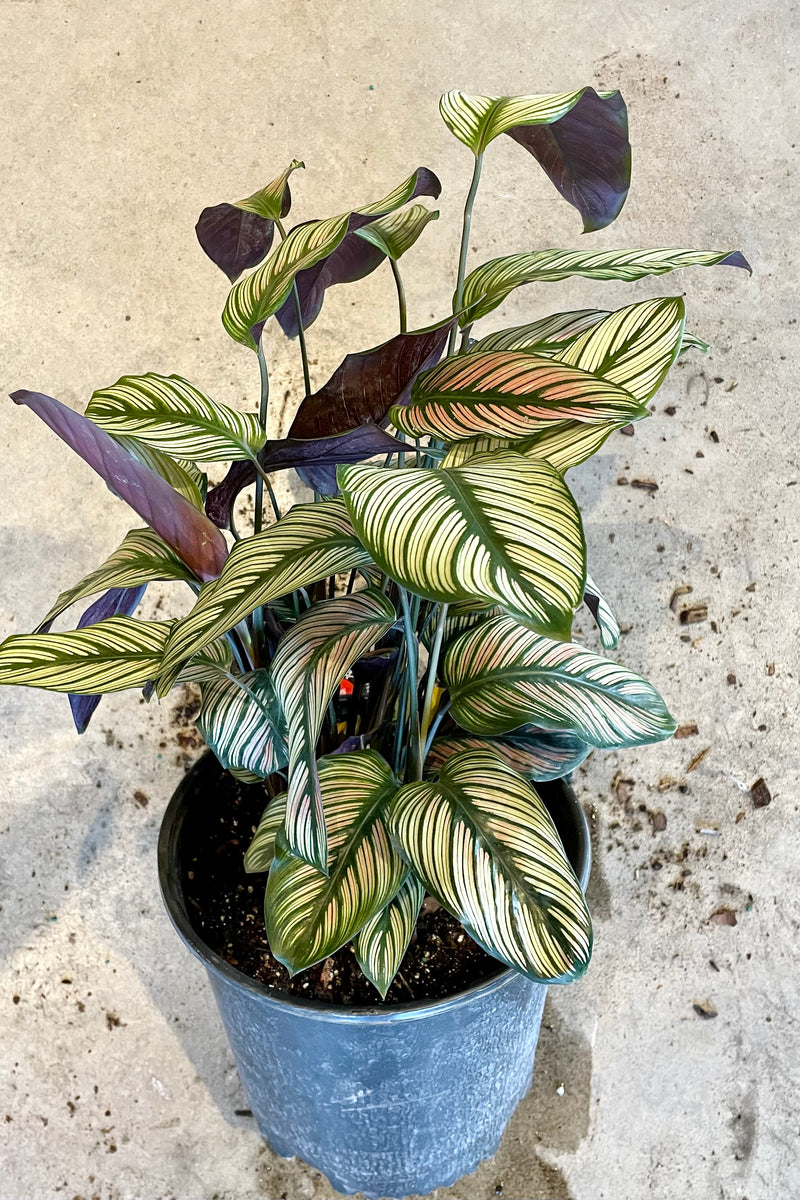 Calathea 'White Star' plant in a 10" growers pot at Sprout Home