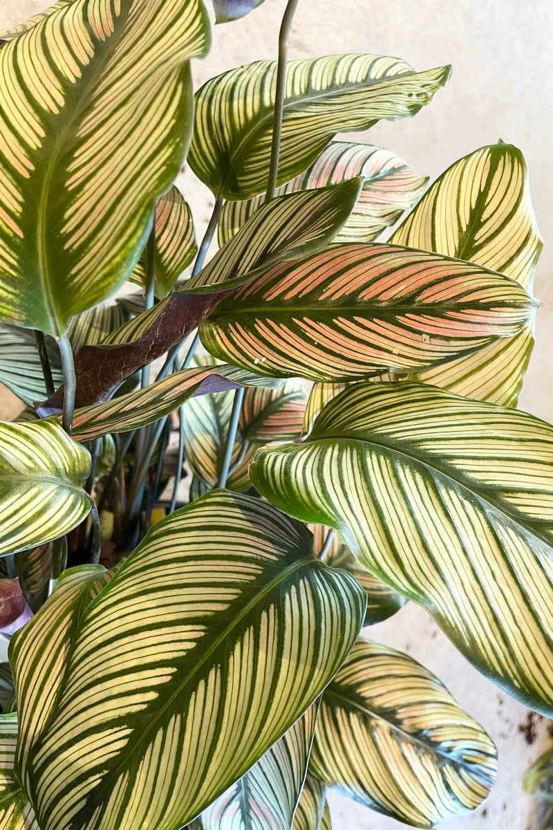 Calathea 'White Star' up close detail shot showing the striped leaves at Sprout Home.