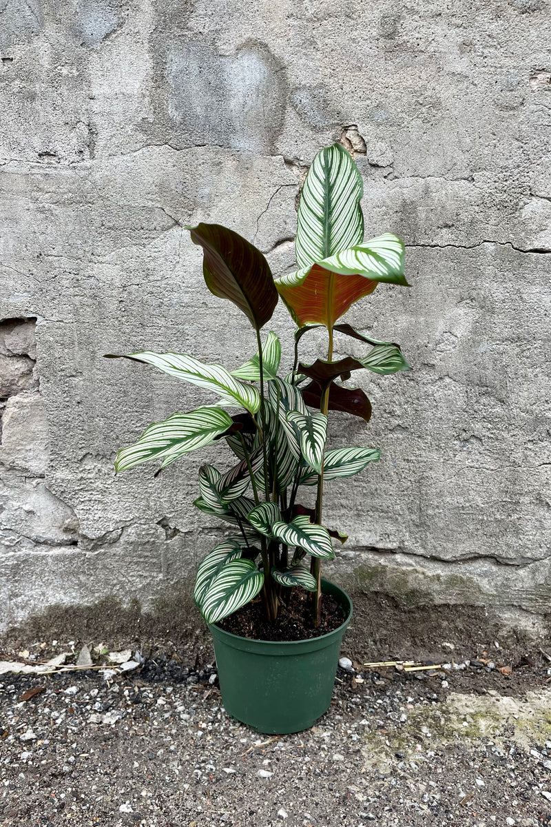 CalatheaMaj6 6" green growers pot with dark green veining leaves with an alternating cream striation  against a grey wall