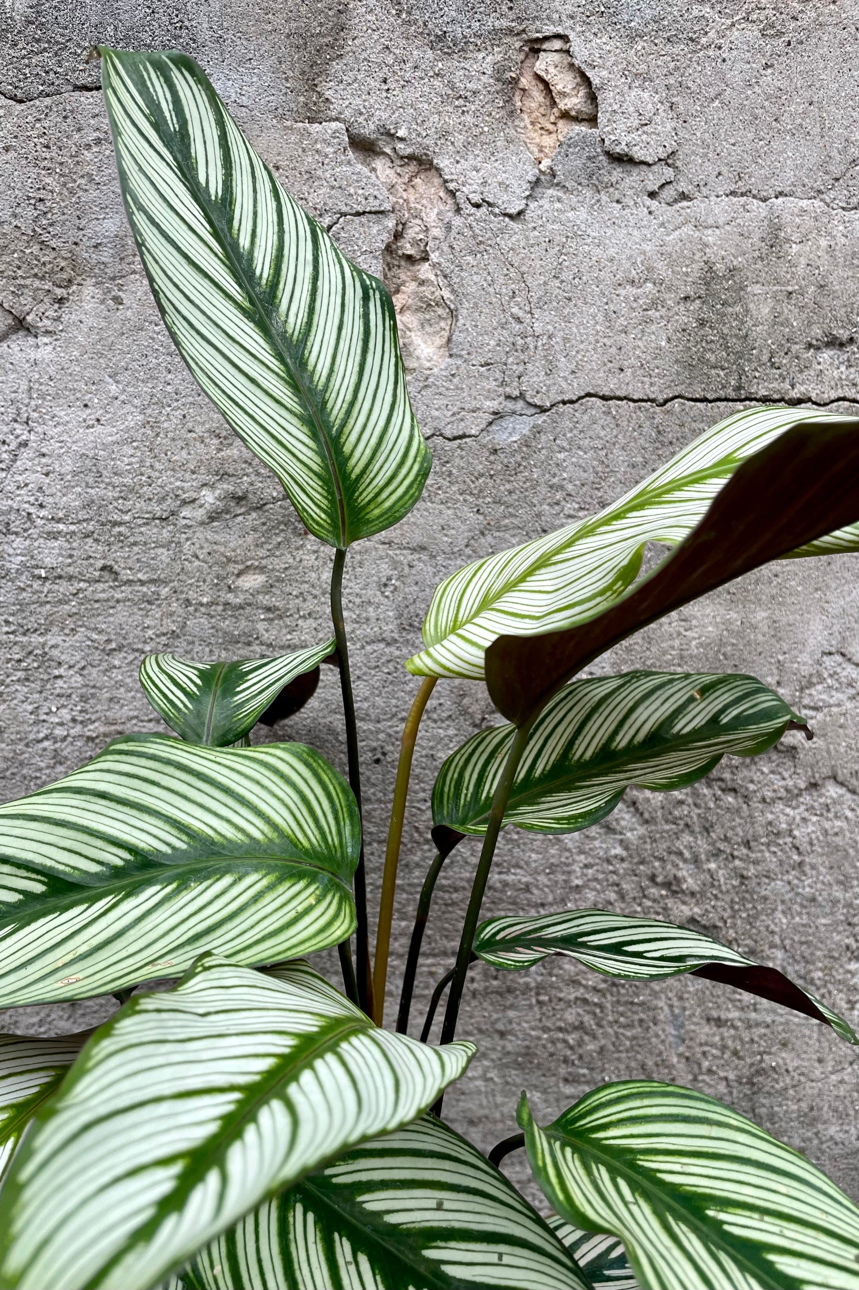 CalatheaMaj6 6" of dark green veining leaves with an alternating cream striation  against a grey wall ©Sprout Home