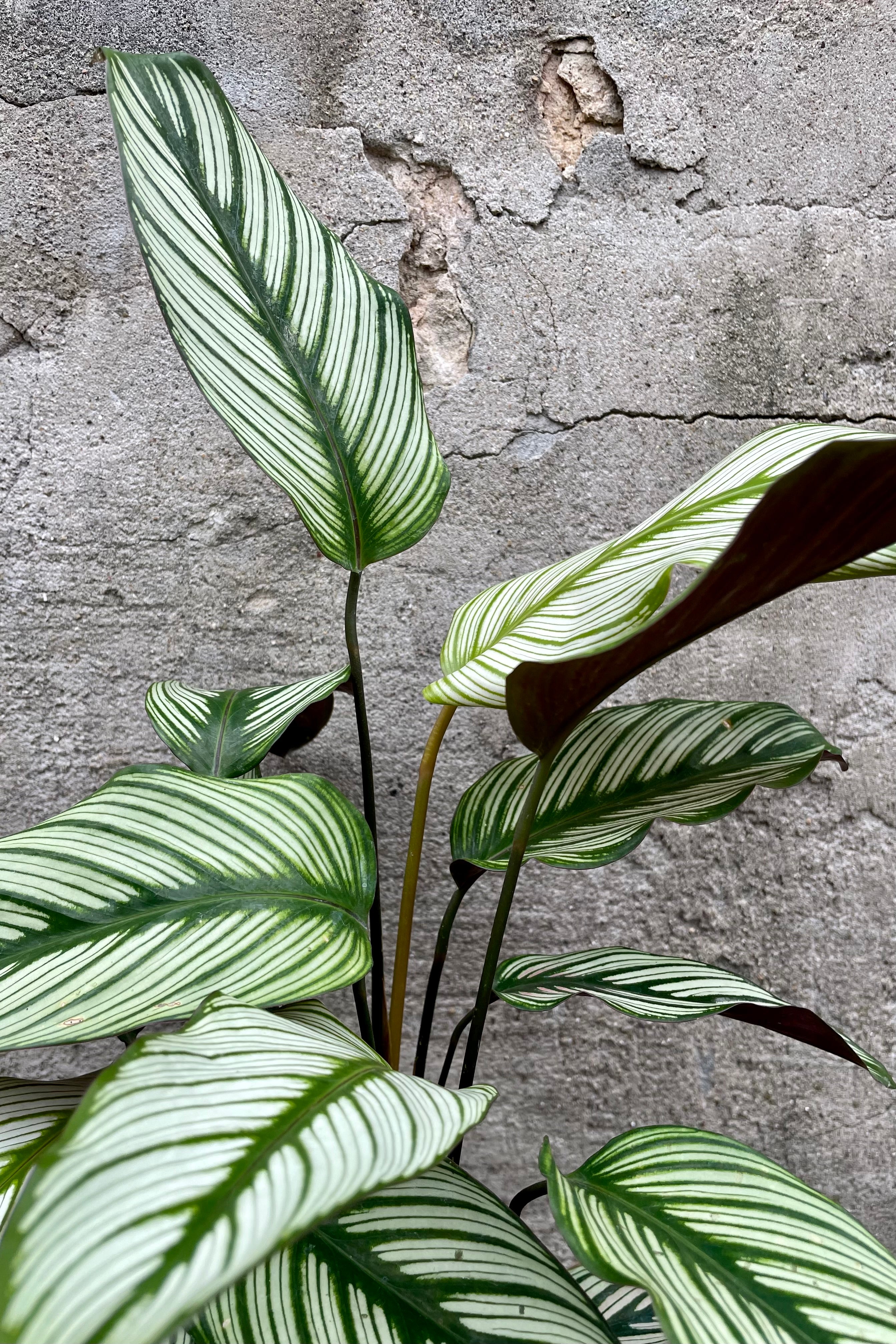 CalatheaMaj6 6" of dark green veining leaves with an alternating cream striation  against a grey wall