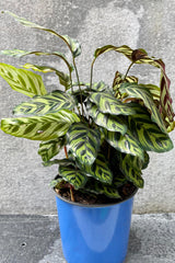 The Calathea makoyana sits pretty in its 10 inch growers pot against a grey backdrop.